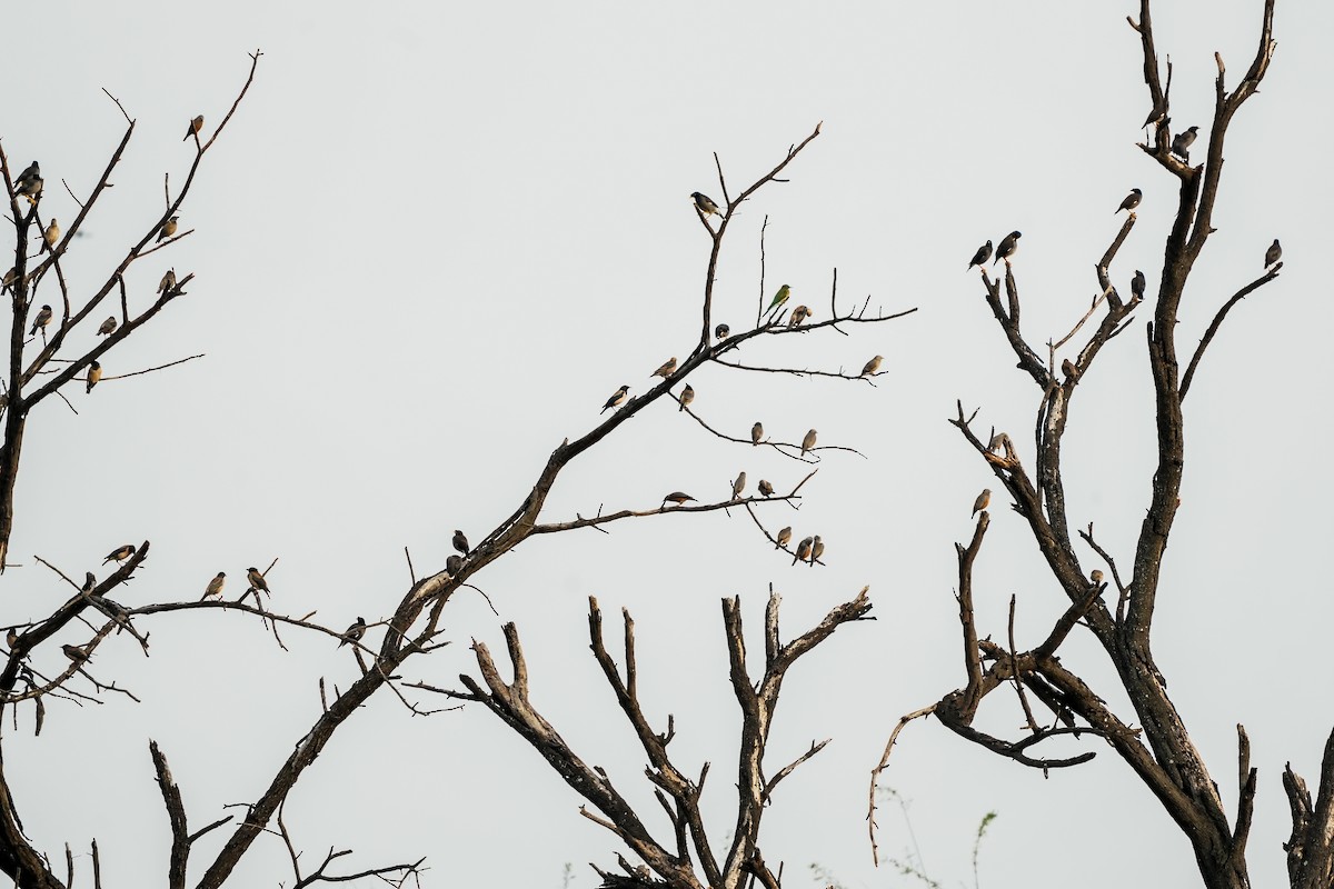 Jungle Myna - ML646310621