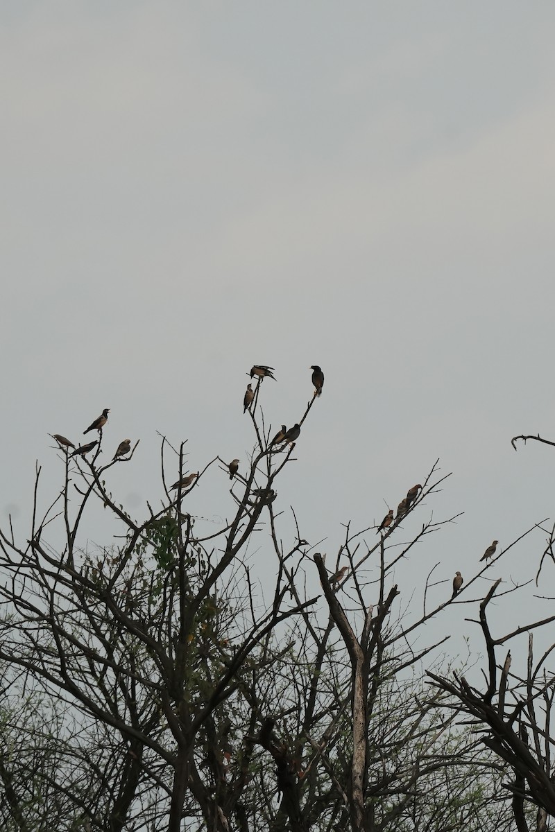 Rosy Starling - ML646310622