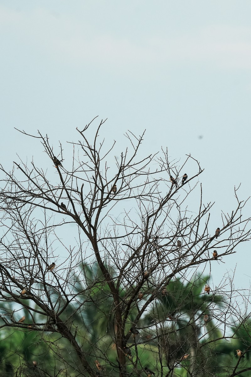 Rosy Starling - ML646310623