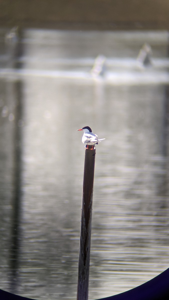 Common Tern - ML646310624