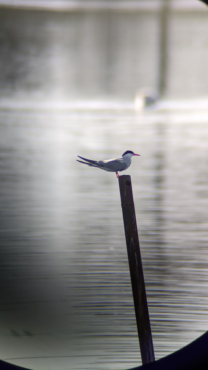 Common Tern - ML646310625