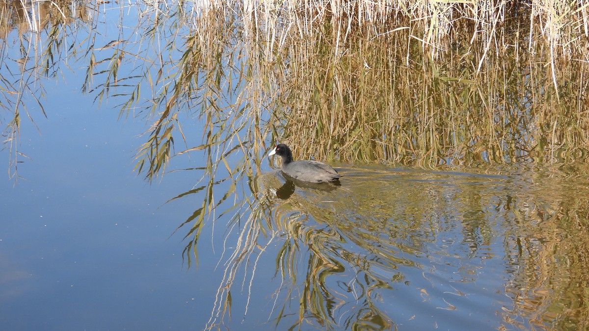 Red-knobbed Coot - ML646310627