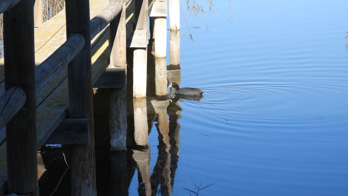 Red-knobbed Coot - ML646310628
