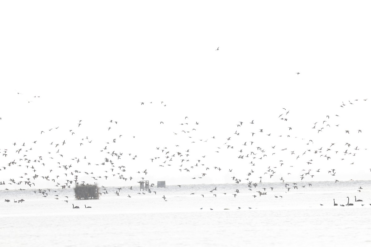 sigdskjeand - ML646310629