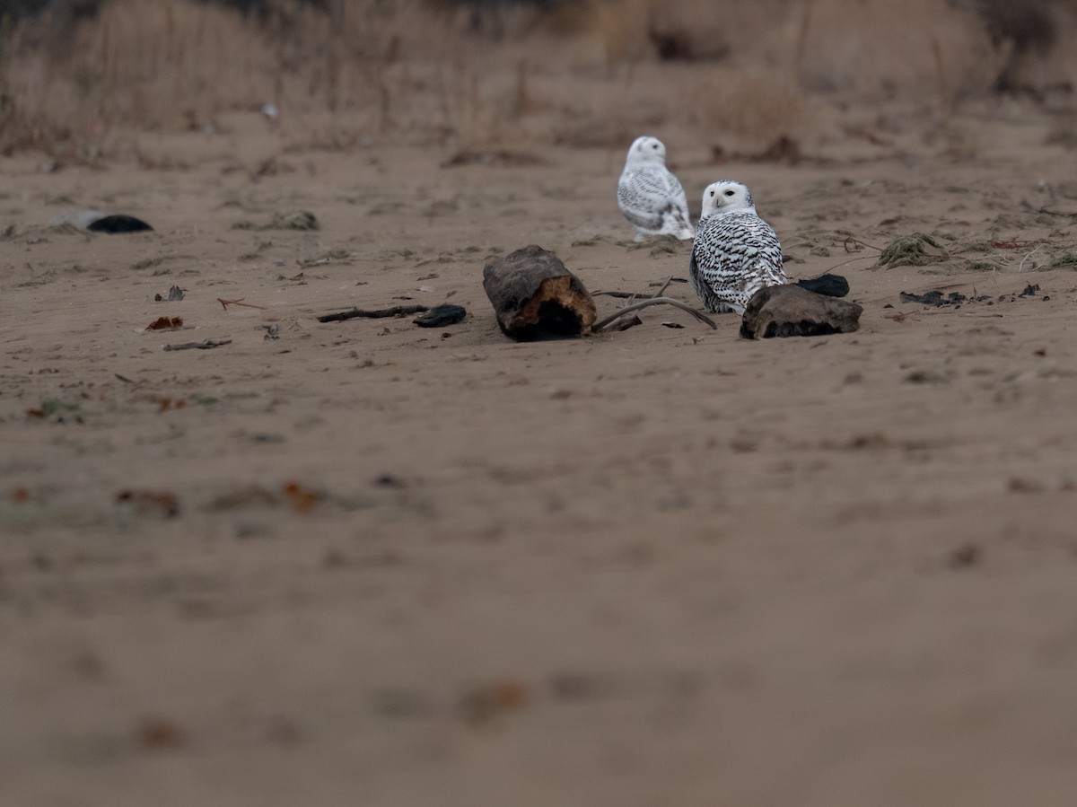 Schneeeule - ML646310634