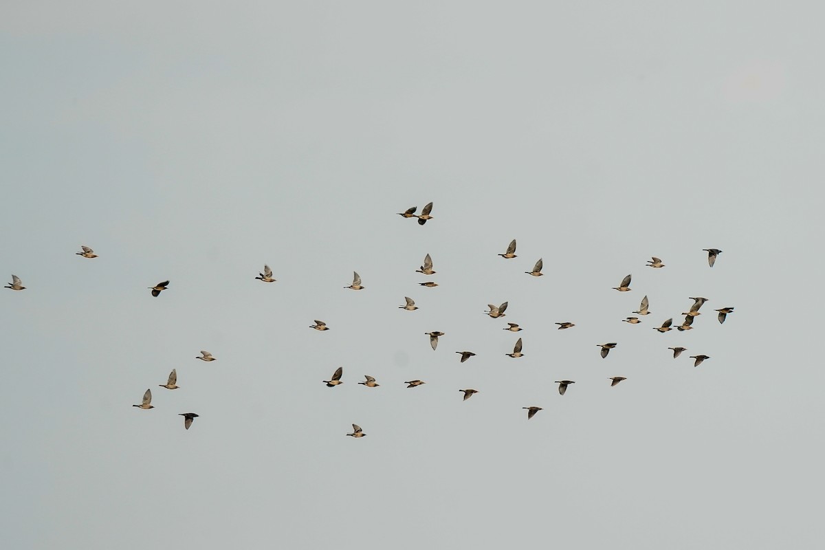 Chestnut-tailed Starling - ML646310638