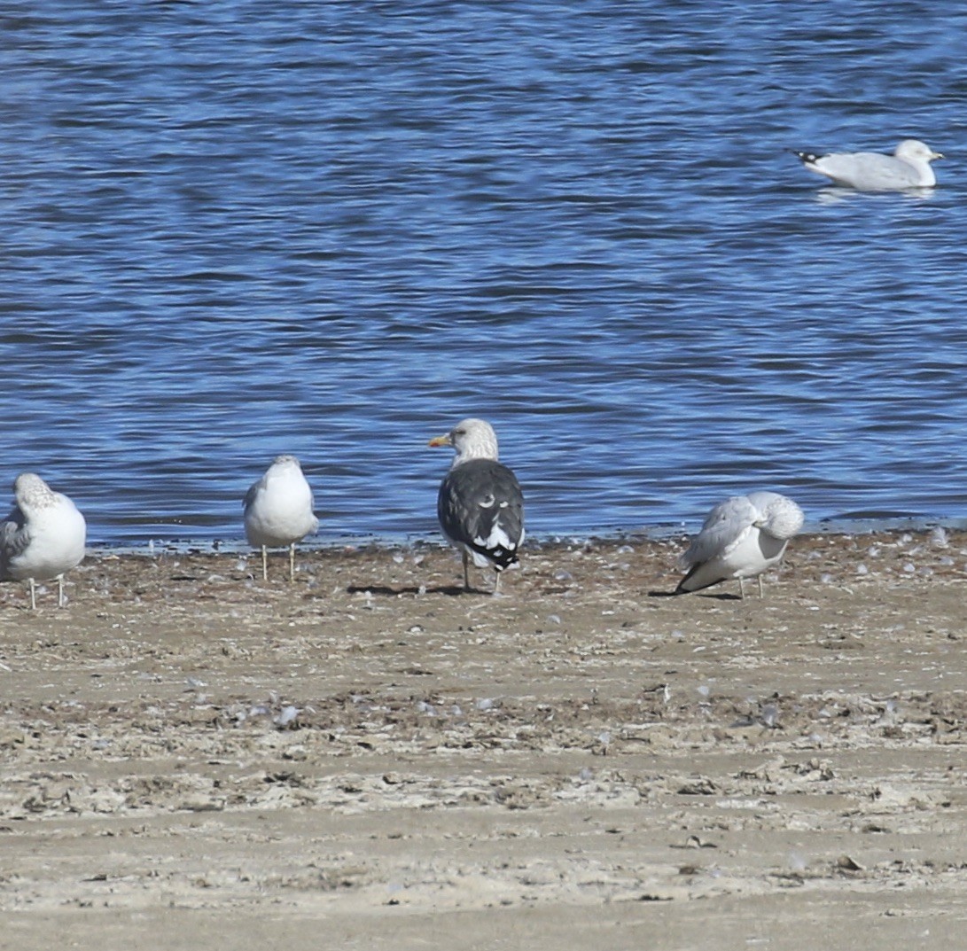 Kaio iluna - ML646310645