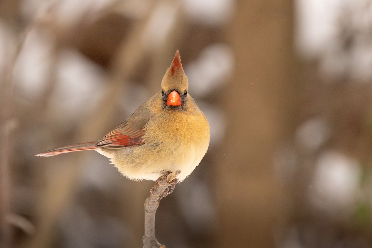 Northern Cardinal - ML646310648