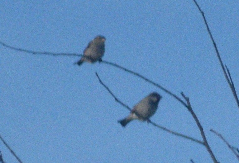 Gorrión Común - ML646310650