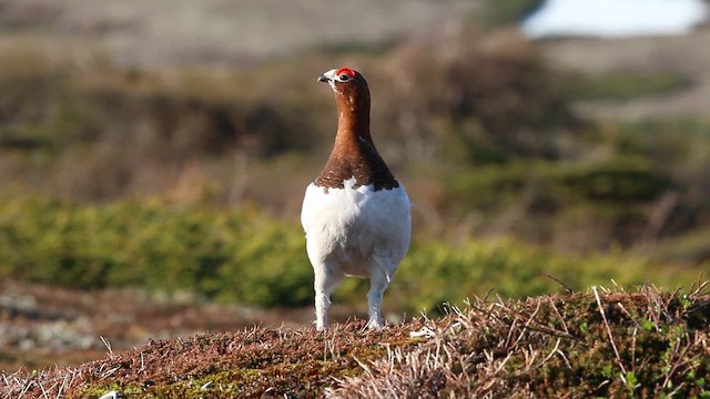 שכווי אירופי - ML646310652
