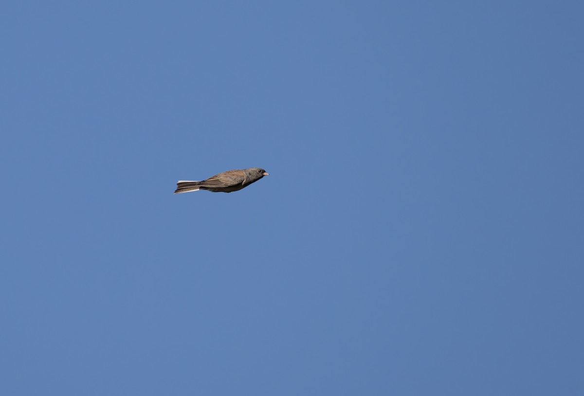 Dark-eyed Junco (Oregon) - ML646310655
