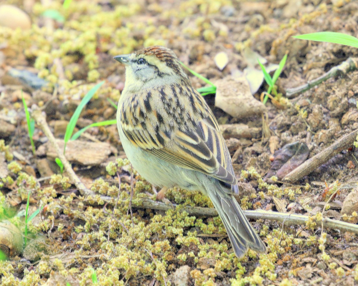 Chipping Sparrow - ML646310657