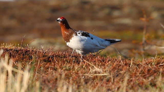 שכווי אירופי - ML646310659
