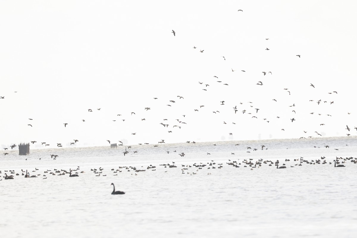 sigdskjeand - ML646310660