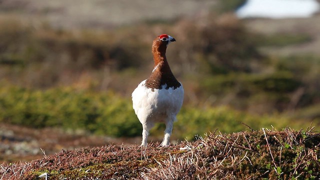 שכווי אירופי - ML646310663