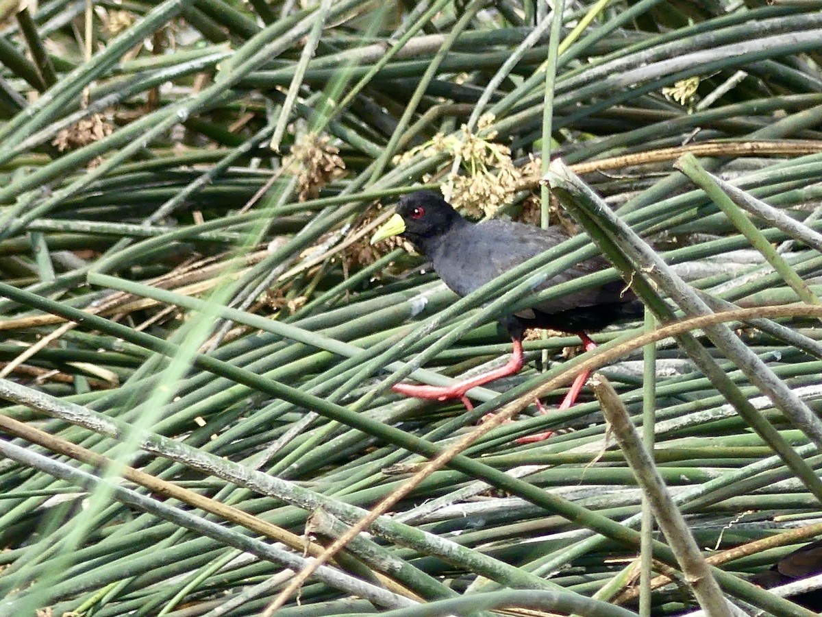 Black Crake - ML646310664