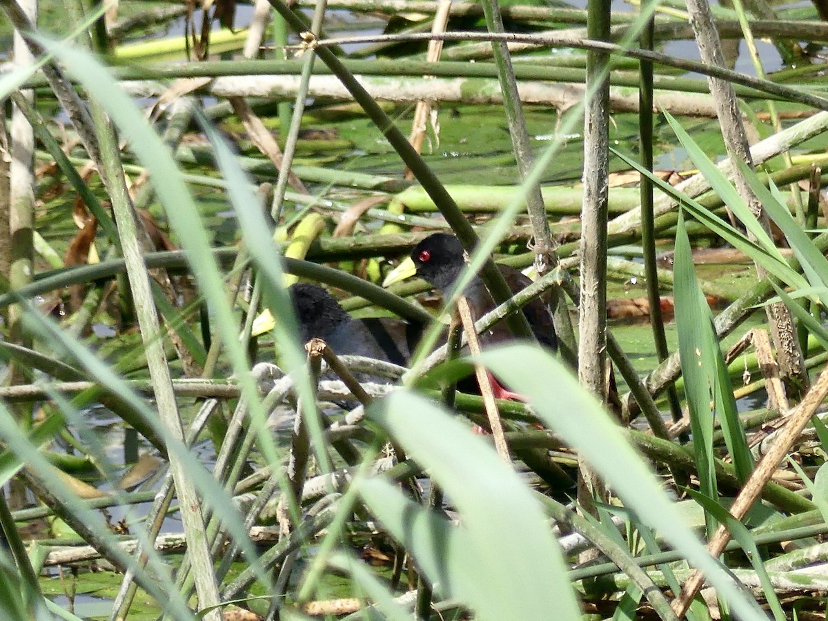 Black Crake - ML646310665