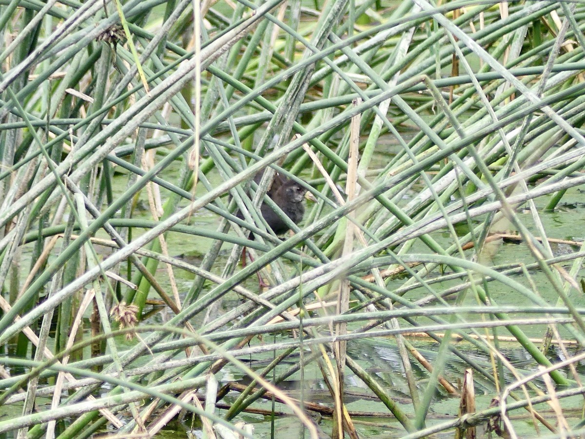 Black Crake - ML646310667