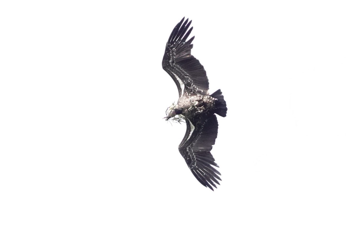 Rüppell's Griffon - ML646310676