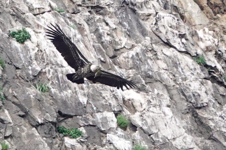 Rüppell's Griffon - ML646310677