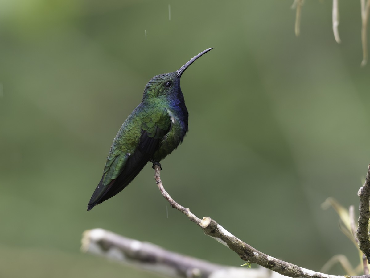 Black-throated Mango - ML646310678