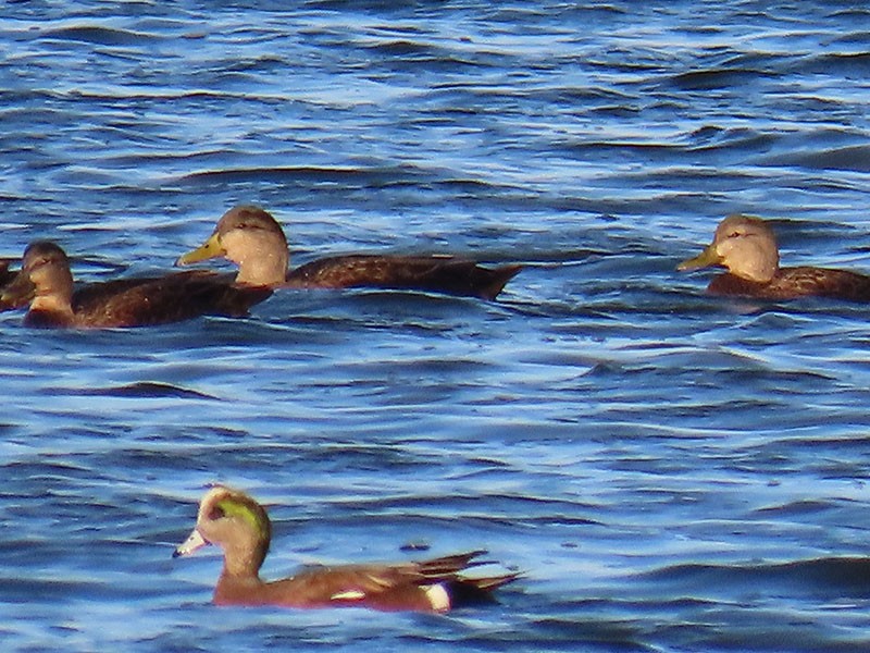American Black Duck - ML646310681