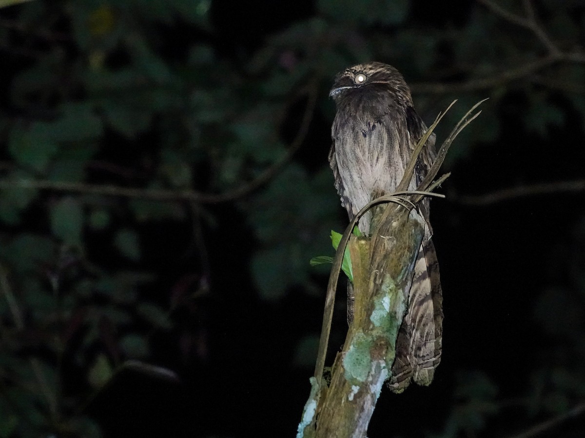 Длиннохвостый уратао - ML646310686