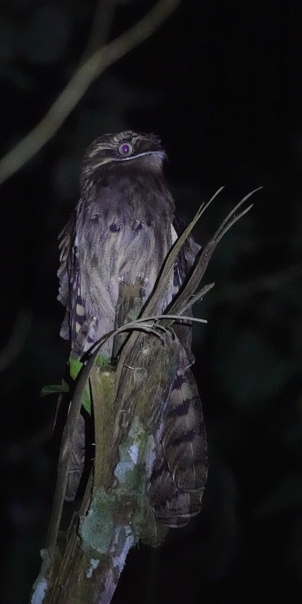 Длиннохвостый уратао - ML646310687