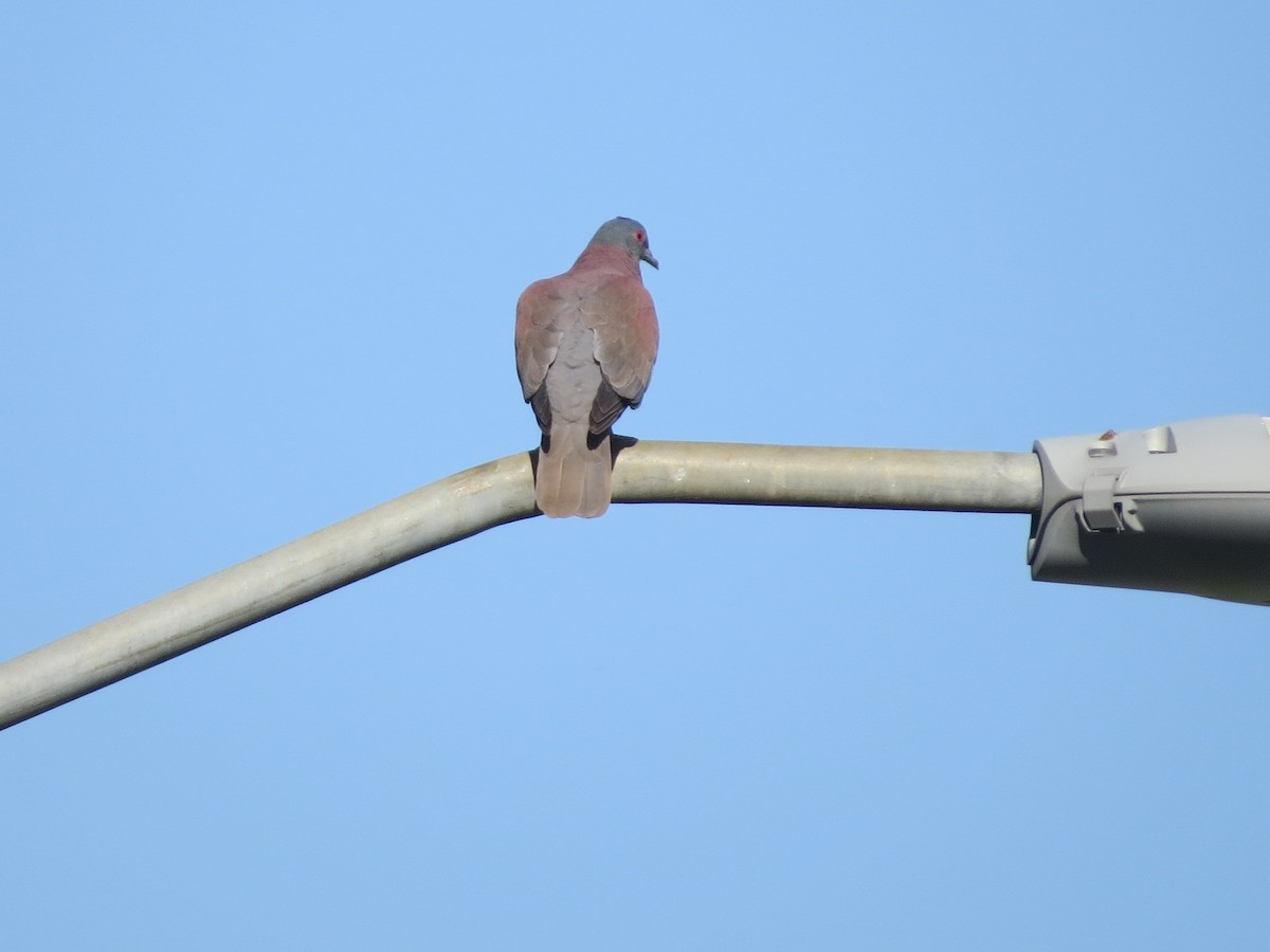 Paloma Colorada - ML646310691