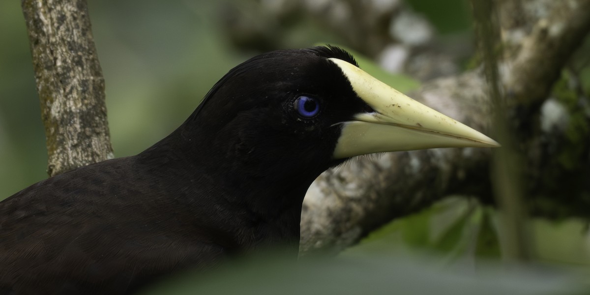 Crested Oropendola - ML646310693