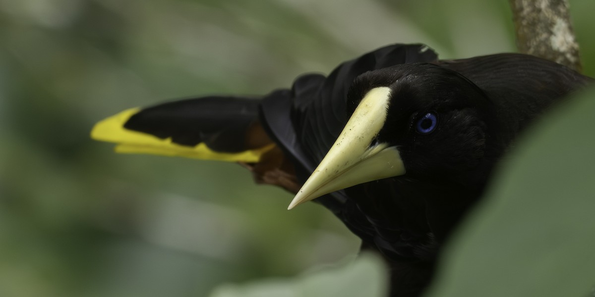 Crested Oropendola - ML646310694