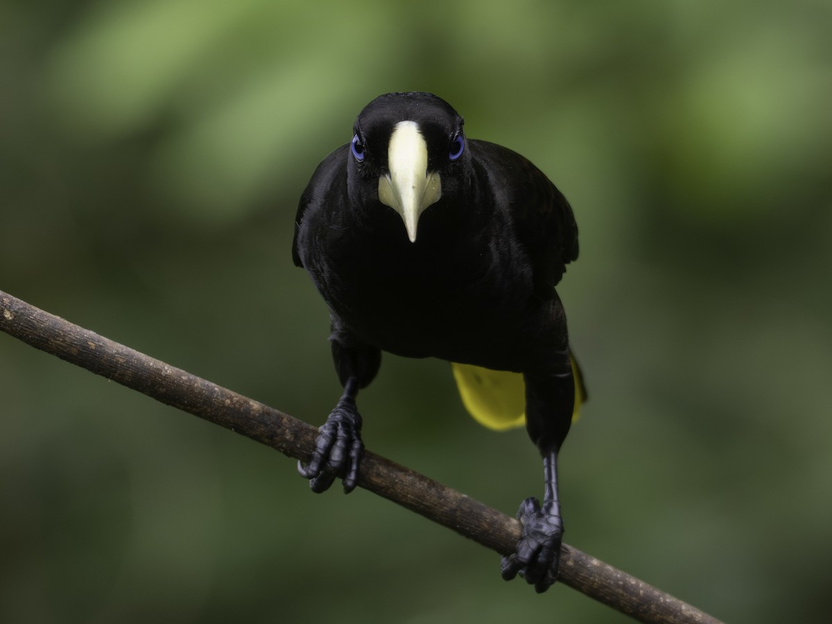 Crested Oropendola - ML646310695