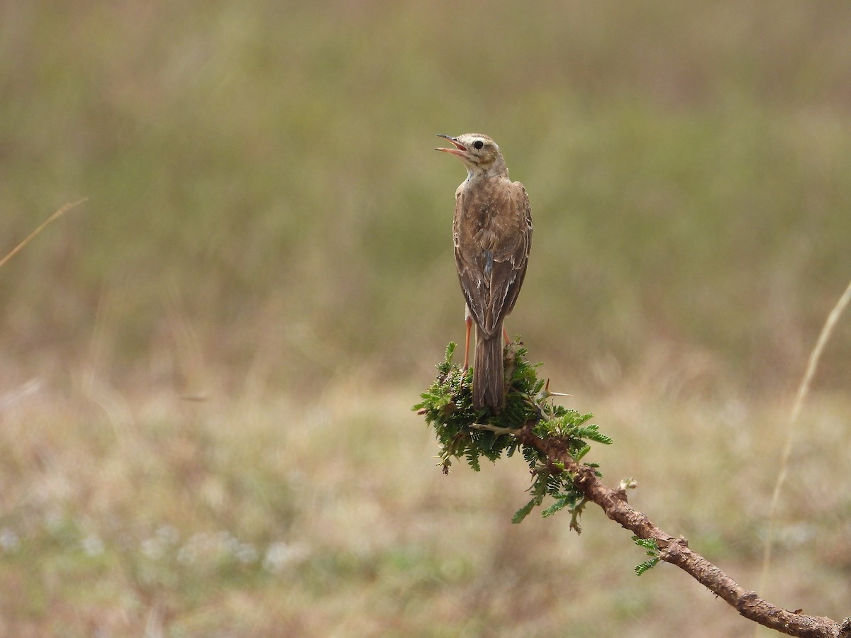 Zimtspornpieper - ML646310697