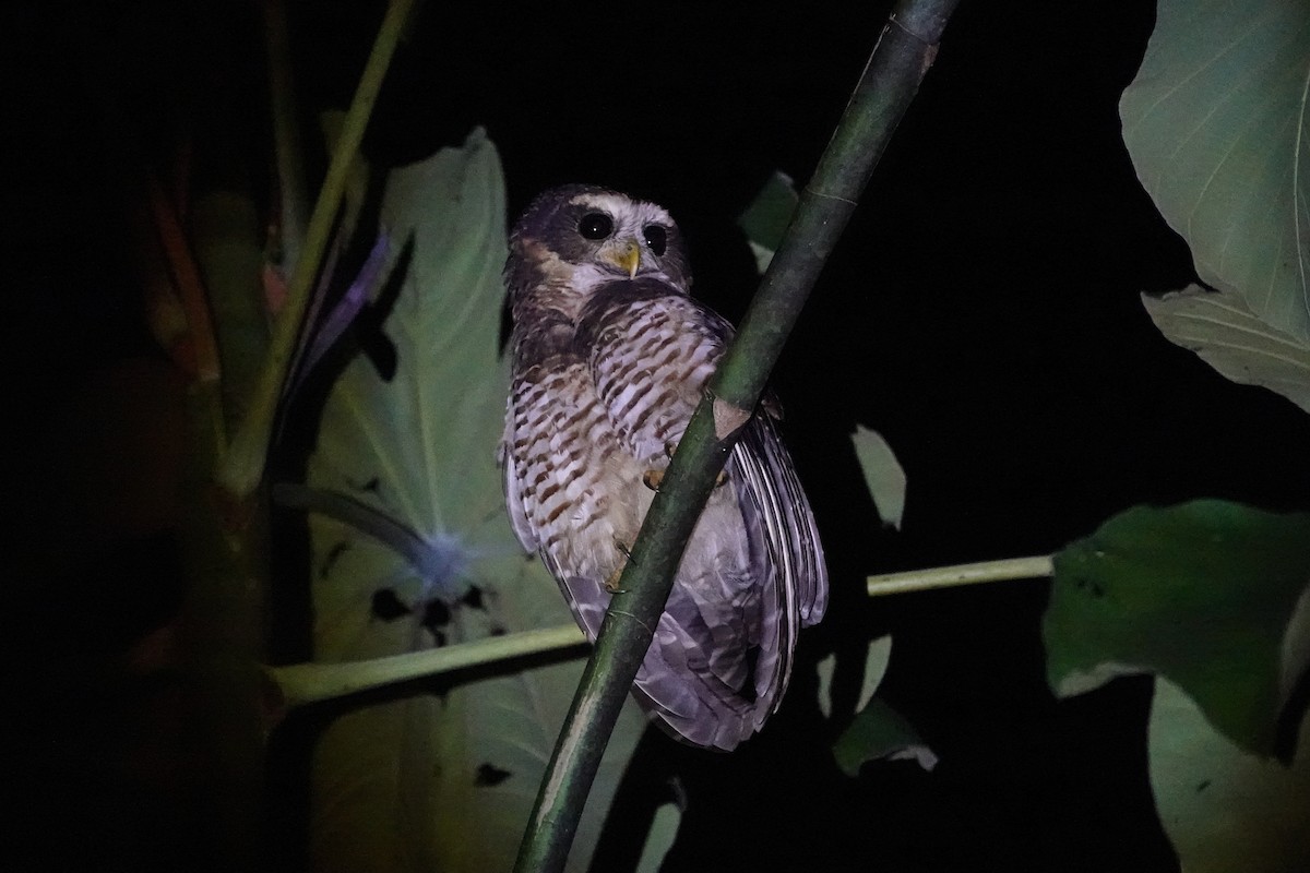 Bindenkauz - ML646310700