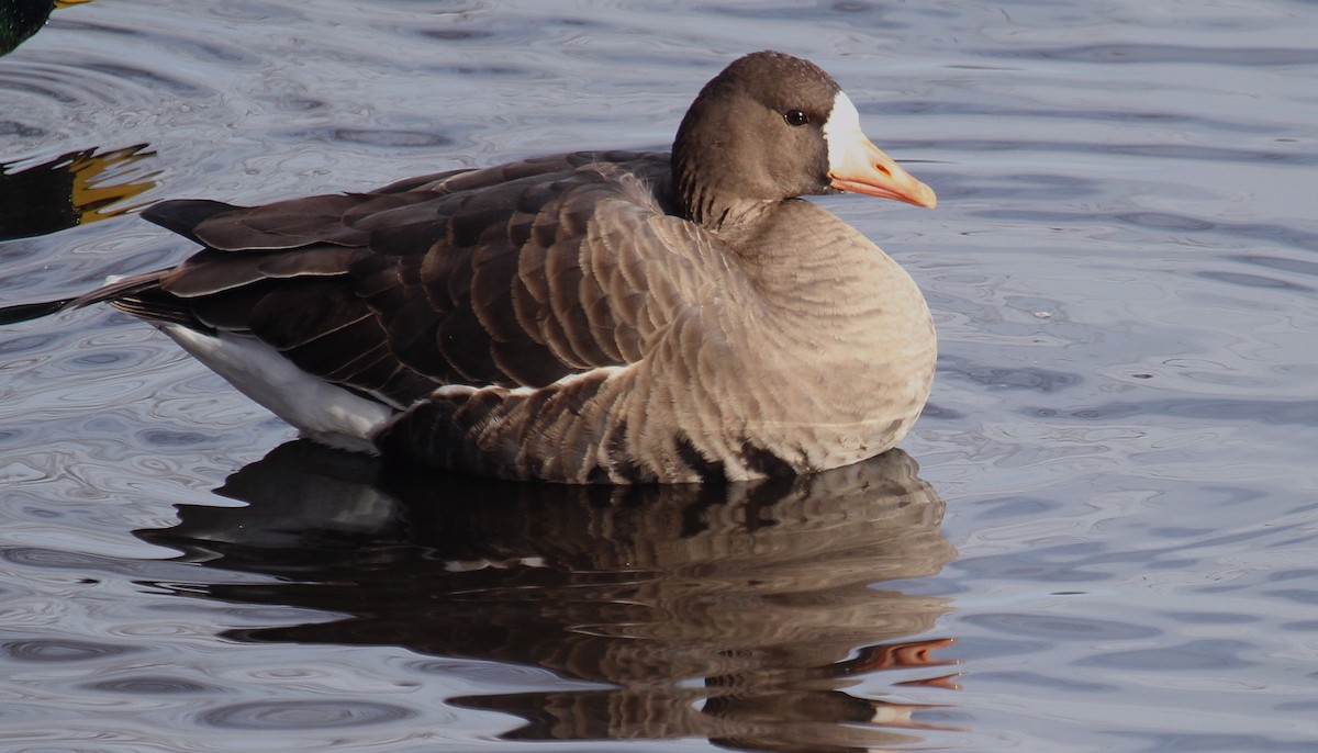 Greater White-fronted Goose - ML646310701