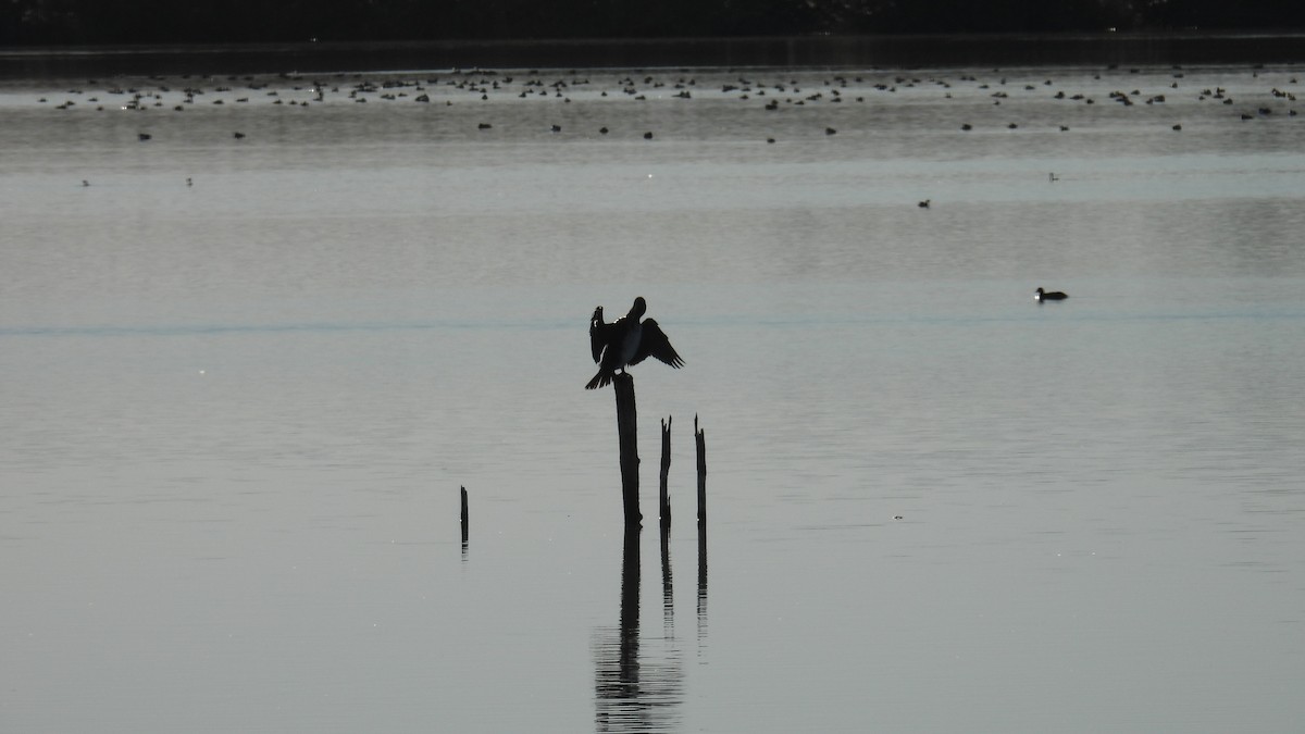 Kormoran - ML646310703