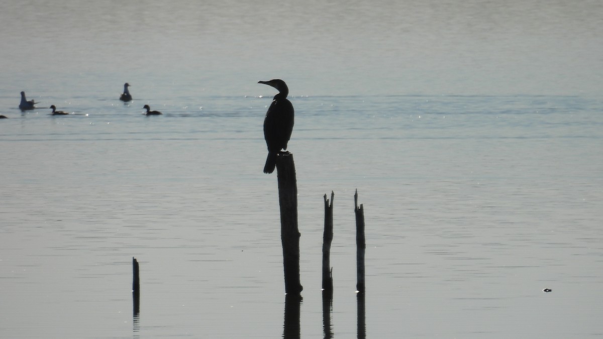 Kormoran - ML646310704