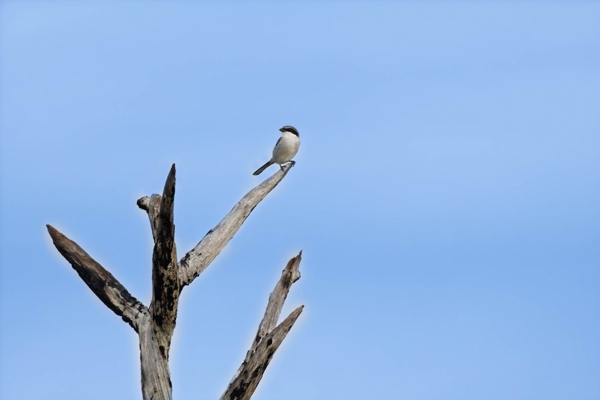 Louisianawürger - ML646310707