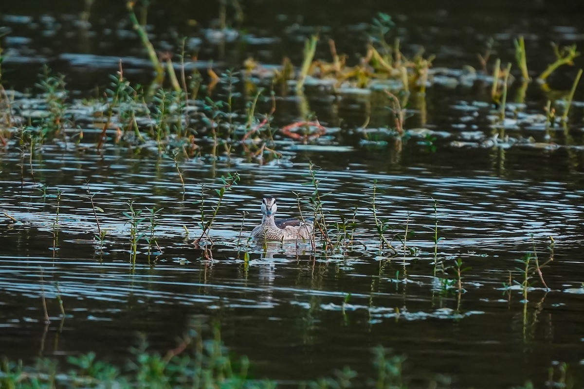 Koromandelzwergente - ML646310708