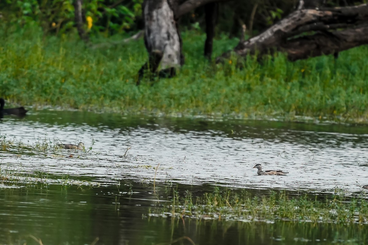 Koromandelzwergente - ML646310709