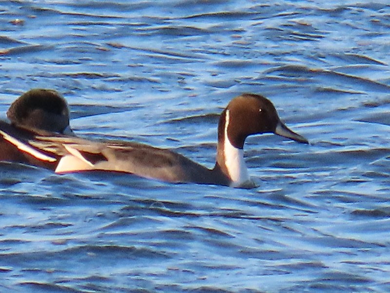 Spießente - ML646310710