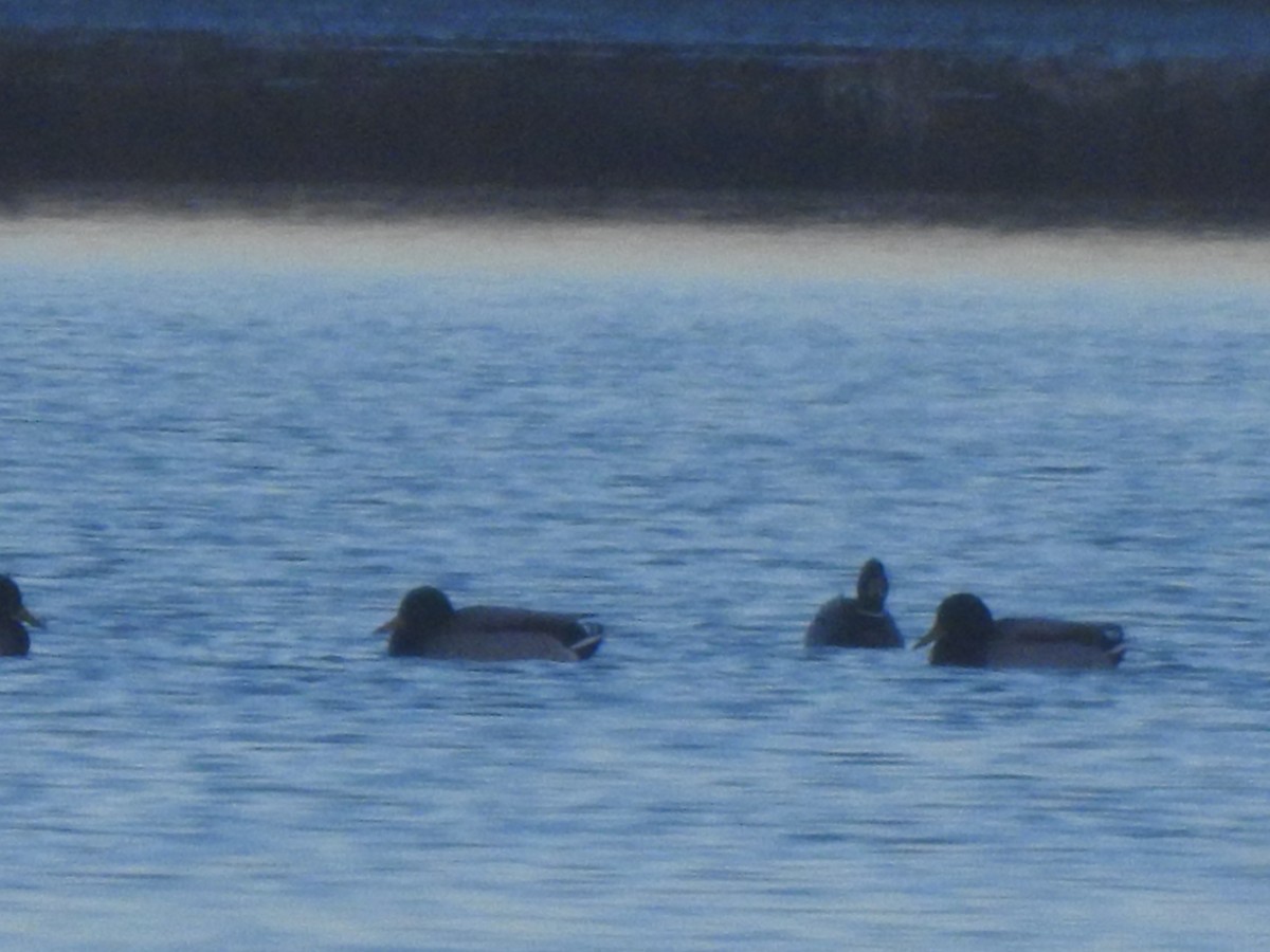 Stockente - ML646310711