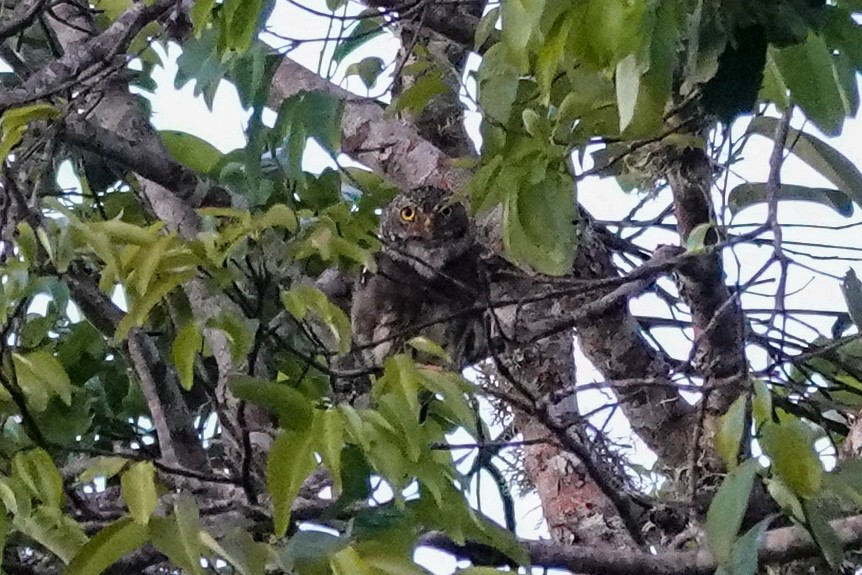 Parkerzwergkauz - ML646310712