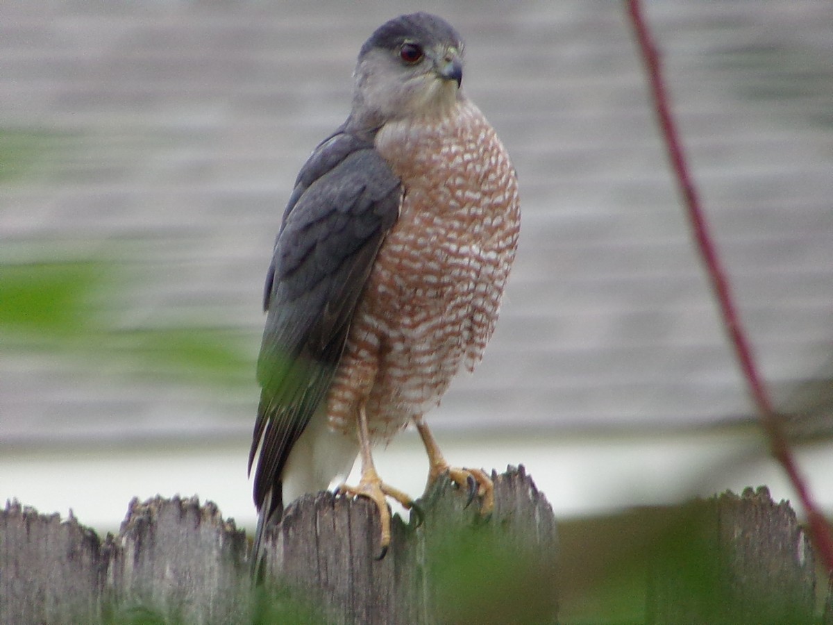 Rundschwanzhabicht - ML646310713