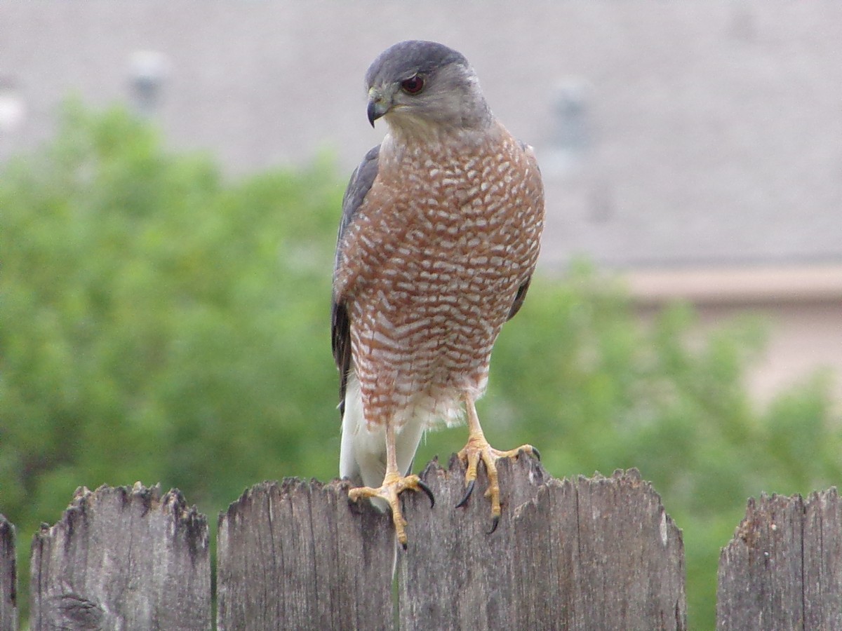 Rundschwanzhabicht - ML646310714