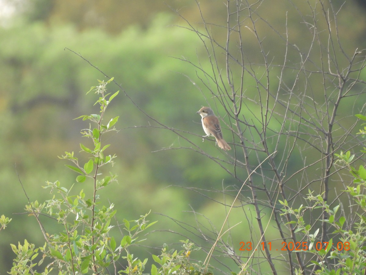 Neuntöter - ML646310716