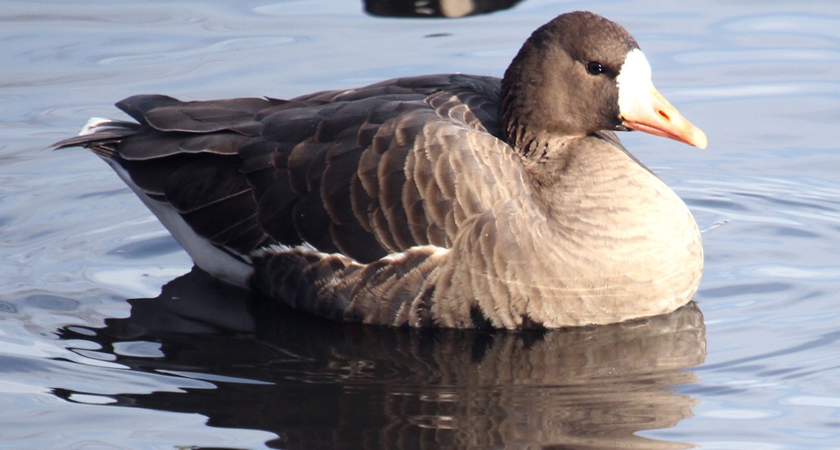 Greater White-fronted Goose - ML646310717