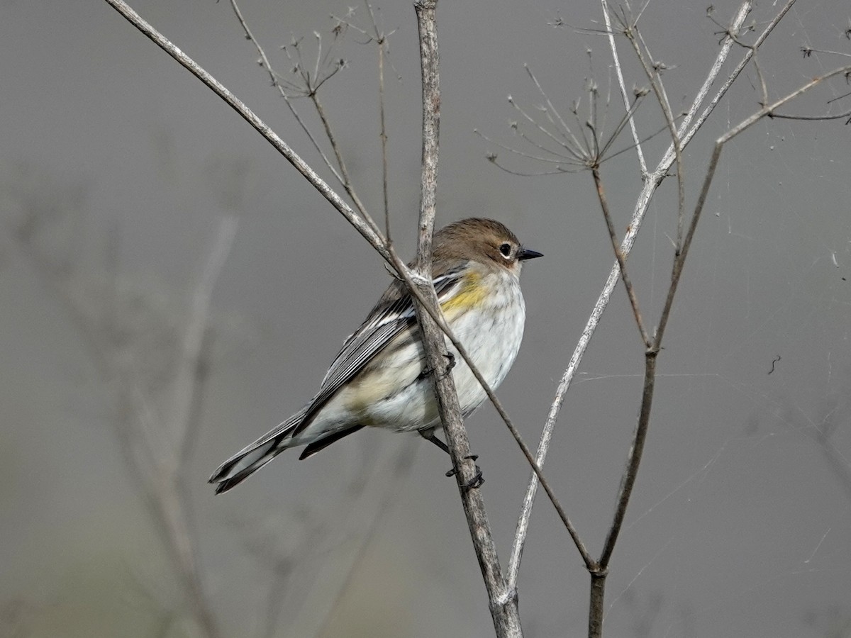 Kronenwaldsänger - ML646310719