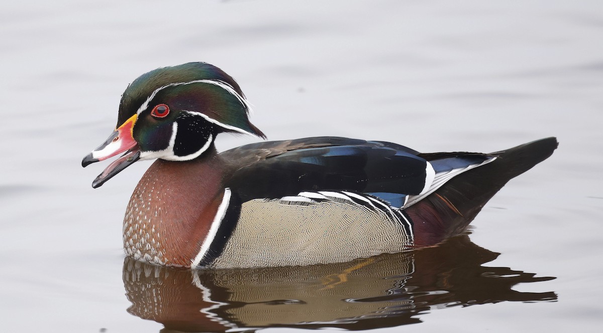 Brautente - ML646310724