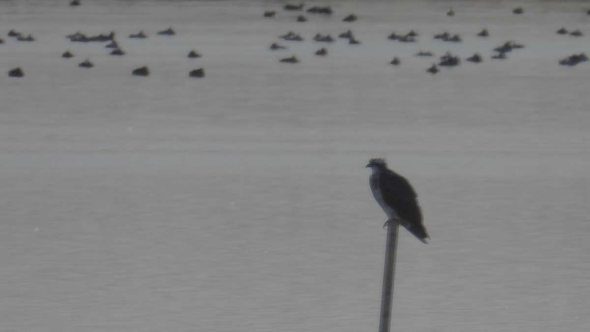 Fischadler - ML646310725